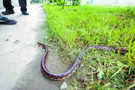 赤链蛇是毒蛇吗？农村里很常见到的一种蛇——赤链蛇