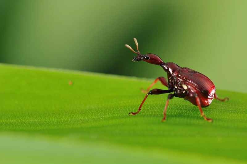 象甲虫种类有哪些？盘点大自然中各种各样的象甲虫！