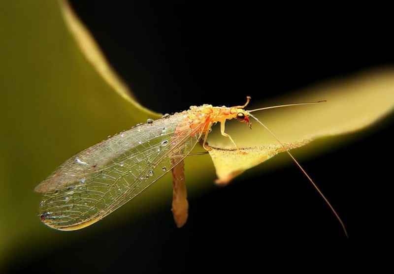 蚜虫属于什么类动物？蚜虫是益虫还是害虫？