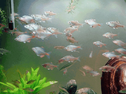鳑鲏鱼最大能长多大？鳑鲏被称为“中国彩虹”