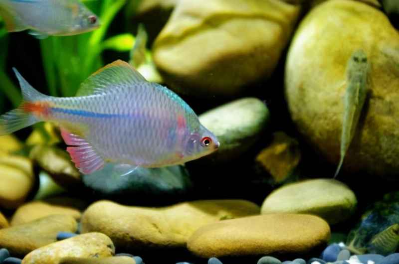 鳑鲏鱼最大能长多大？鳑鲏被称为“中国彩虹”