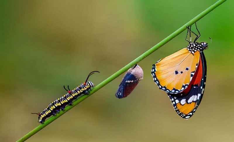 昆虫与植物之间的关系有哪些？昆虫与寄主植物间的相互作用是什么？