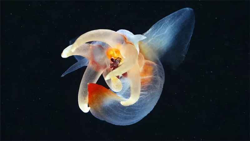 海天使是什么动物？海天使还存在吗？1774年就发现的海洋生物，但科学家始终摸不清他的来历！