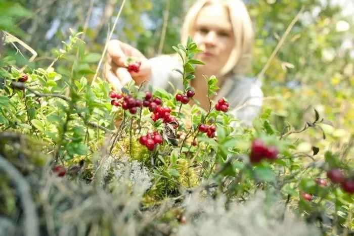 科普一下莓果的种类，北欧这几种“莓”你能分清楚吗？