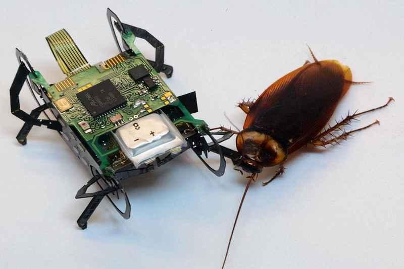 昆虫机器人有什么作用？昆虫机器人在未来可以完成人类分配的任务吗？