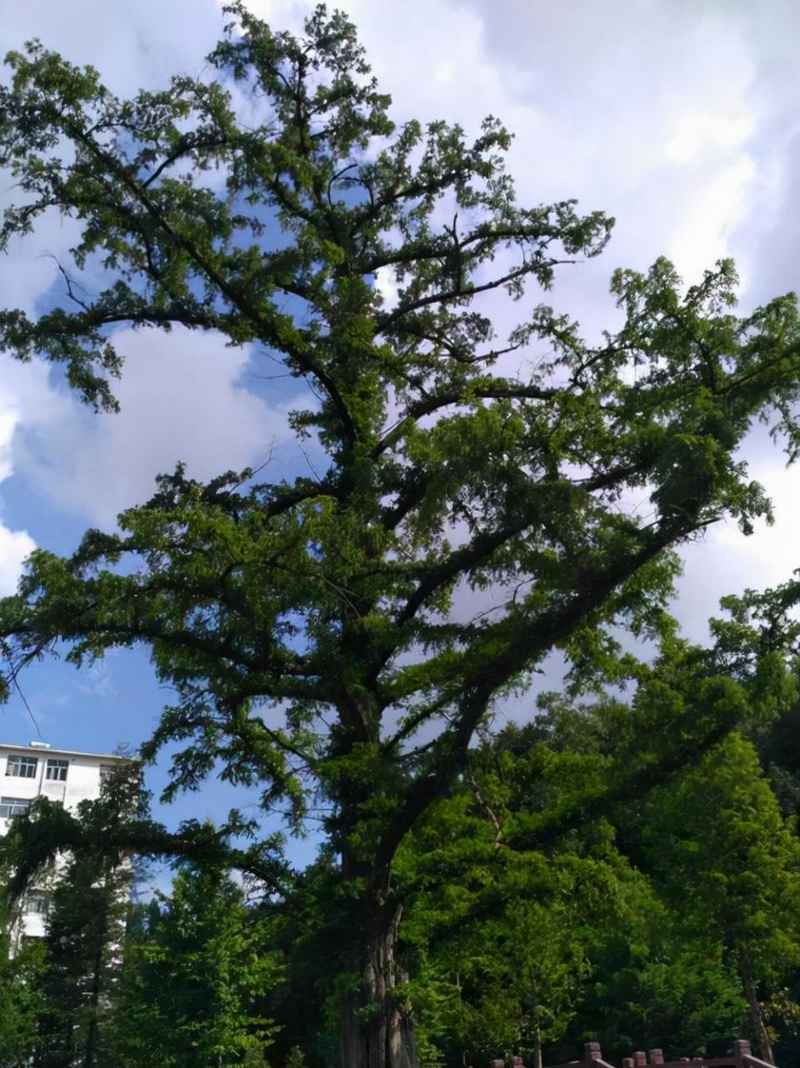 水杉是最古老的树吗？白垩纪就出现的树，一种被称作“国宝”的植物！