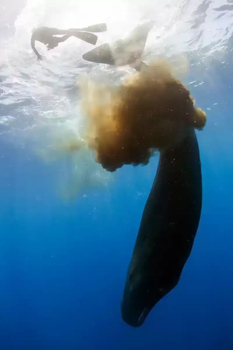 鲸鱼便便有什么用？鲸鱼的便便居然可以拯救地球