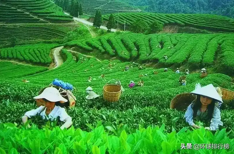 茶叶生产国排名：盘点世界最大的茶叶生产国排名Top10
