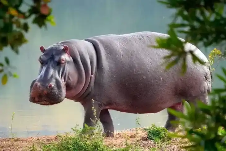 世界上最大的10种动物——体型惊人