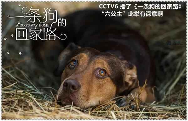 16日，CCTV6播放一条狗的回家路 你猜六公主是什么意思？