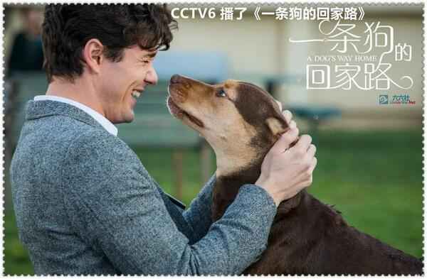 CCTV6 播了《一条狗的回家路》 “六公主”此举有深意啊