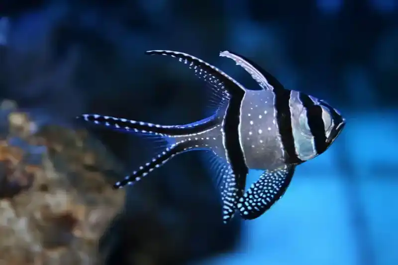 世界上最美的鱼是什么？盘点世界上最美丽的10种鱼
