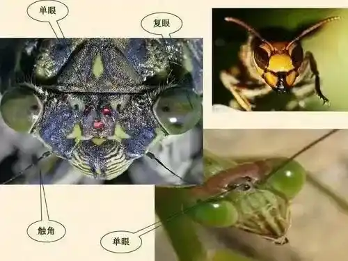 涨姿势：地球上最常见的“外星人”——昆虫