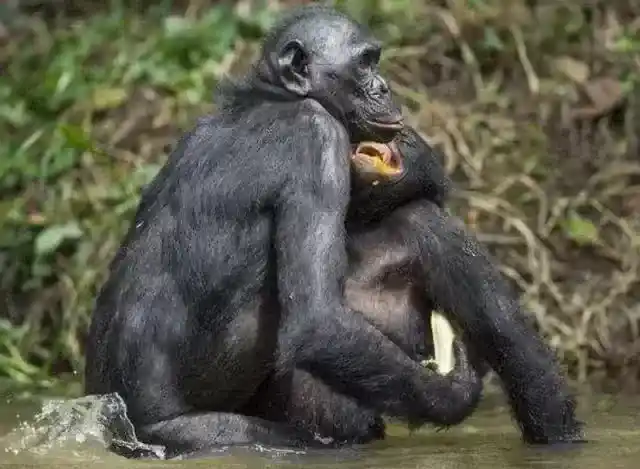 性食同类的动物：动物中的“同性恋”，是错爱还是合作
