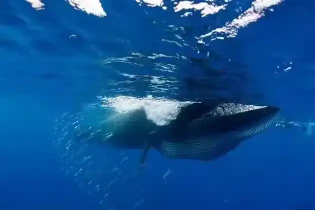 鲸鱼便便有什么用？鲸鱼的便便居然可以拯救地球