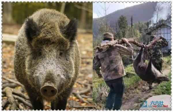野猪通缉令 当下野猪种群泛滥到要被通缉了吗？