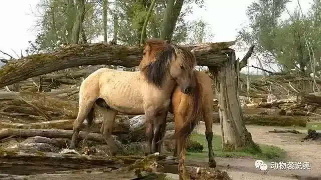 马的爱情故事：动物之间的爱情很直接！