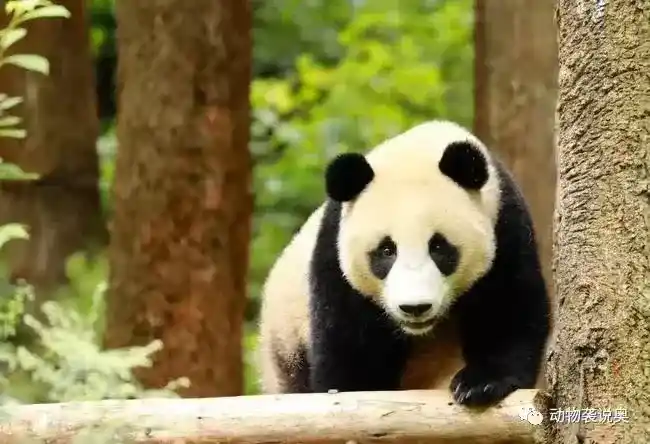熊猫到底有多凶残？野外猛兽不敢攻击温顺的大熊猫？