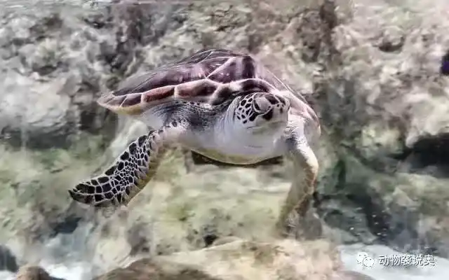 棱皮龟灭绝了吗？游泳健将棱皮龟为何濒临灭绝？