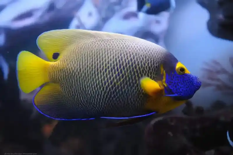 世界上最美的鱼是什么？盘点世界上最美丽的10种鱼