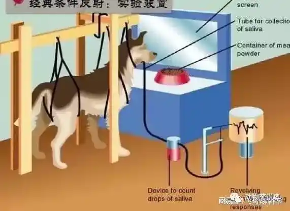 狗看见吃的流口水是什么反射？