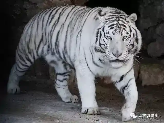 动物园的老虎和野外的老虎不同之处：盘点动物园的老虎为何比野生虎更危险？