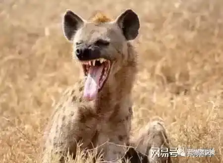 狮子为什么不吃鬣狗？是因为鬣狗是食腐动物？