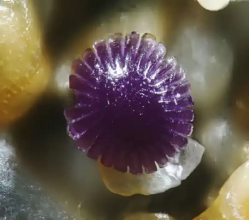涨姿势：显微镜下的沙粒，一个你从未见过的绚丽世界