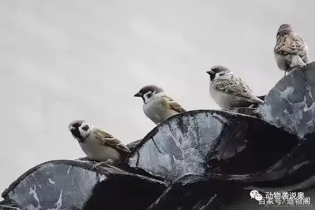 麻雀是害鸟为什么还是保护动物？