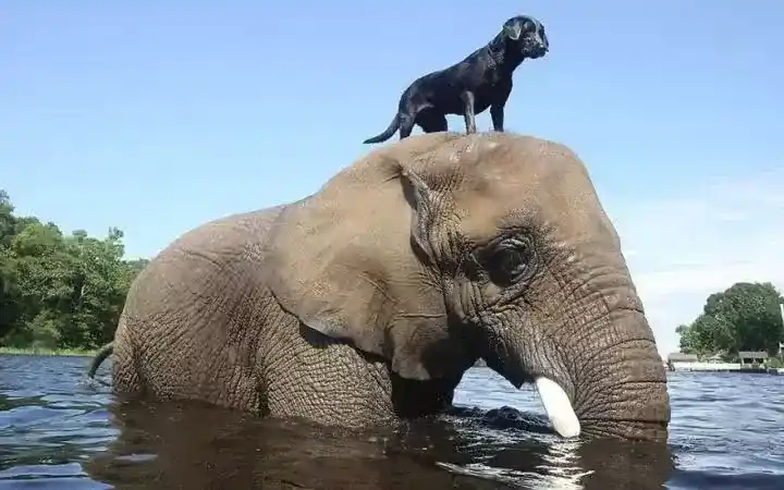 动物跨越种族的友谊：物种不同能做朋友吗？