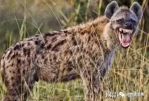 狮子为什么不吃鬣狗？是因为鬣狗是食腐动物？