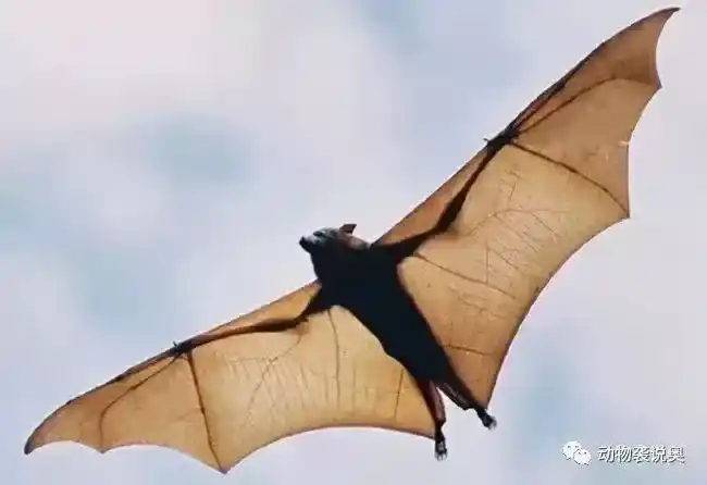 为什么不把蝙蝠全部消灭？蝙蝠灭绝对人类有什么影响？