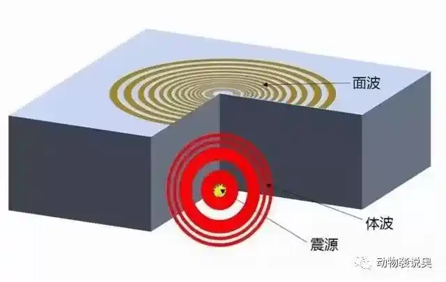 动物能感知地震吗？日本地震前鱼曾跃出水面！