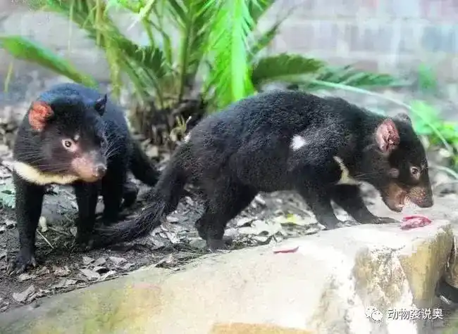 袋獾是什么动物？袋獾为什么叫恶魔？