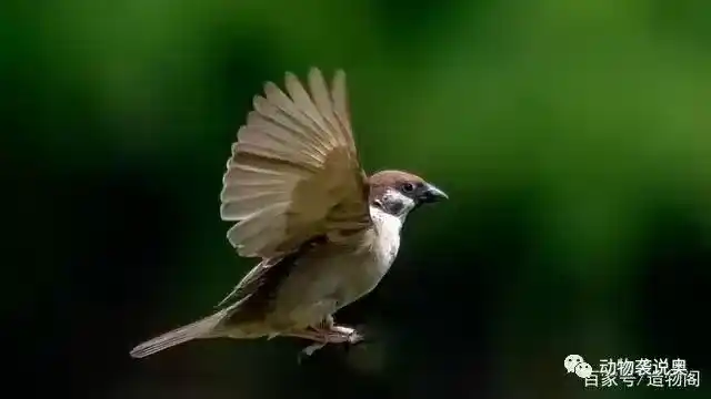 麻雀是害鸟为什么还是保护动物？