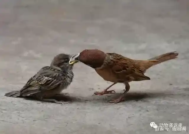 麻雀是害鸟为什么还是保护动物？