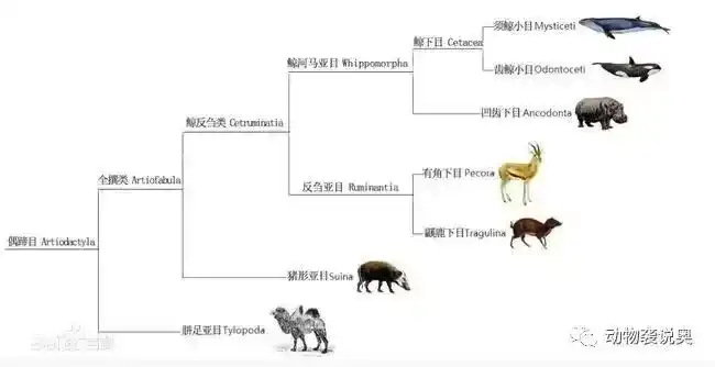 食草动物被吃都不反抗？为何它们不反抗？