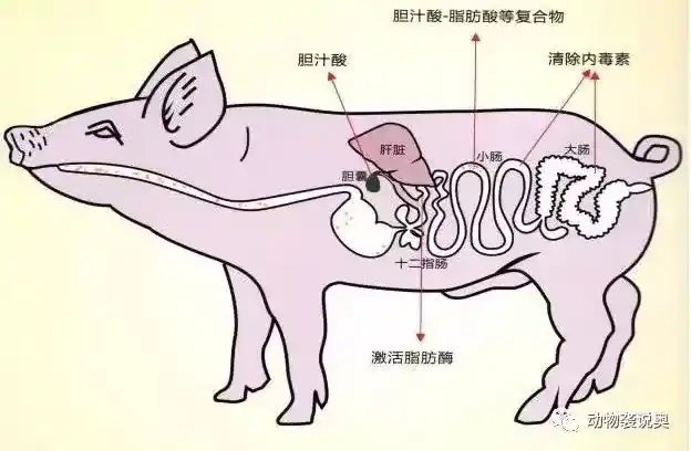 食草动物被吃都不反抗？为何它们不反抗？