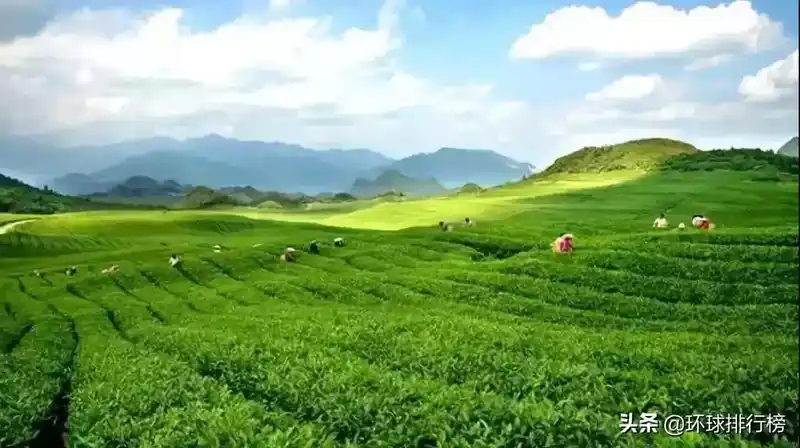 茶叶生产国排名：盘点世界最大的茶叶生产国排名Top10