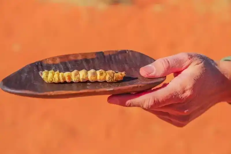 世界奇葩食物：盘点世界上最奇怪的23种食物