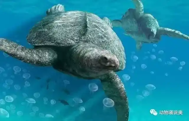 棱皮龟灭绝了吗？游泳健将棱皮龟为何濒临灭绝？
