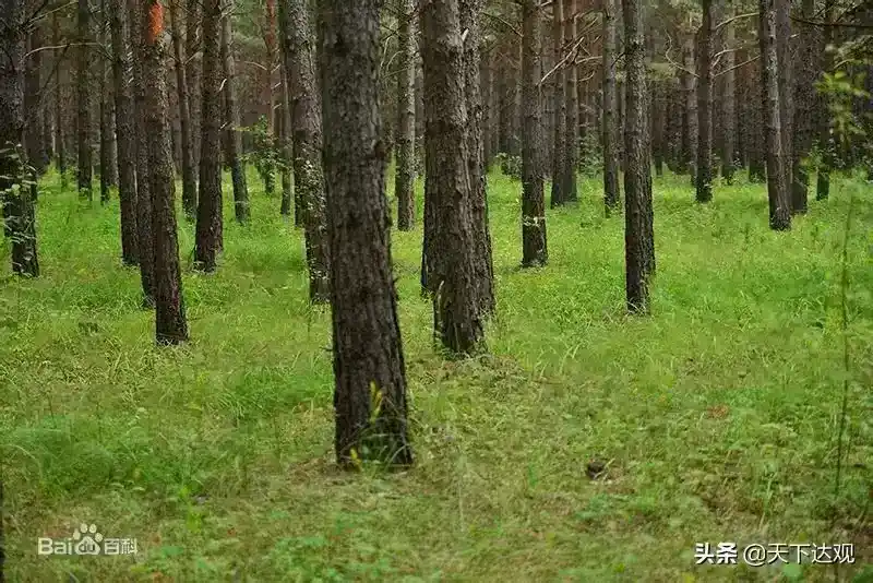 额尔古纳河在哪里？额尔古纳河简介