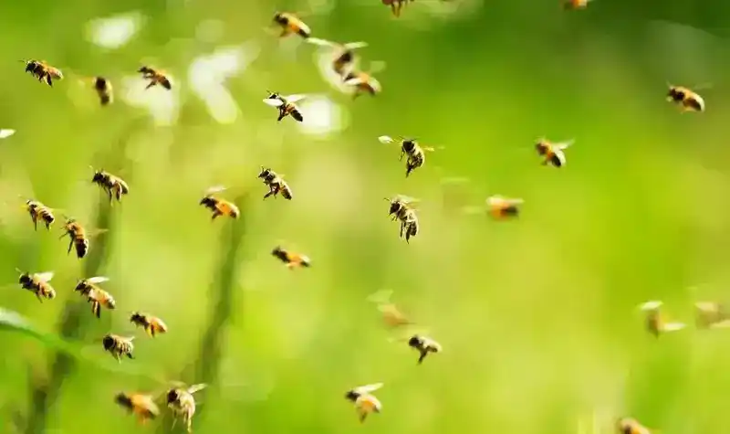 如果蜜蜂消失了人类会怎样？蜜蜂消失人类还能再活几年？