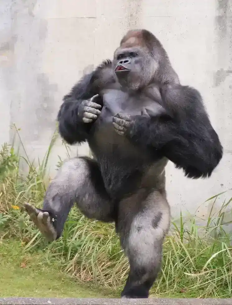 世界上最帅的大猩猩叫什么？