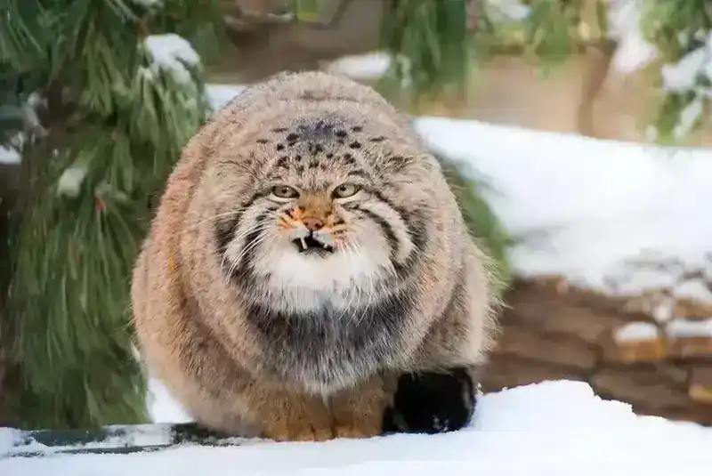 帕拉斯猫有多凶狠？帕拉斯猫：草原上的隐士