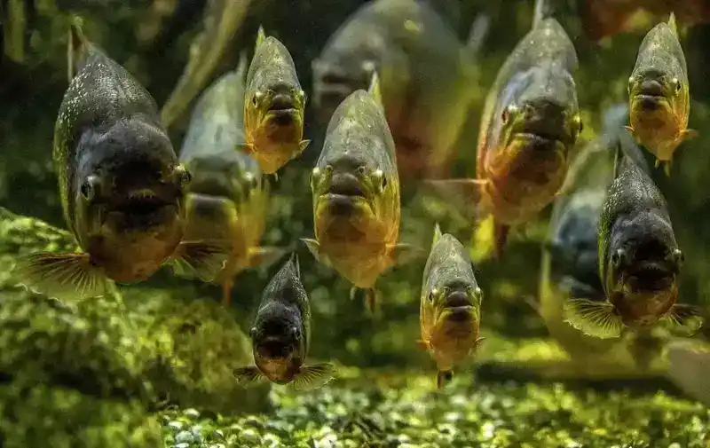 食人鱼：关于南美齿状中食动物的有趣的事实