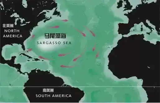 马尾藻海图片：没有海岸的海？大西洋坟场？马尾藻海是怎样的神奇之地