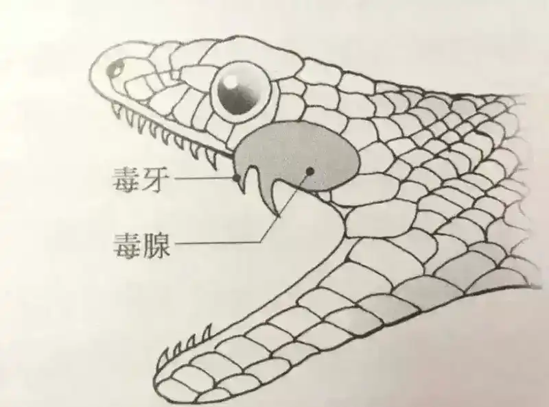 蛇会报复人吗（蛇会报复人的科学解释）