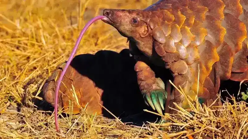 类似穿山甲的爬行动物：一种具有独特盔甲的神奇蜥蜴