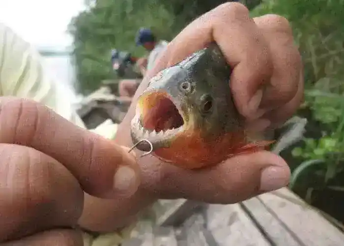 食人鱼：关于南美齿状中食动物的有趣的事实